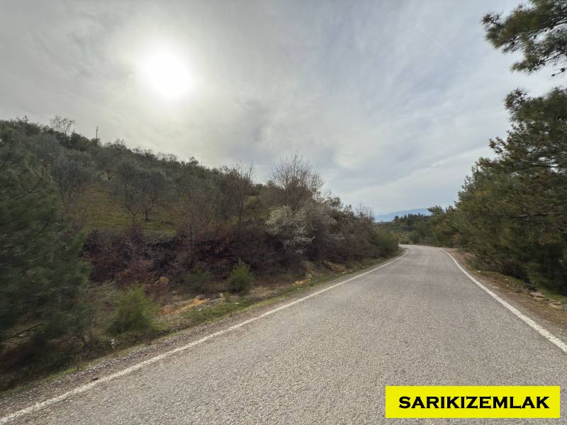 Havran Hallaçlar Mah`daZeytinlik.